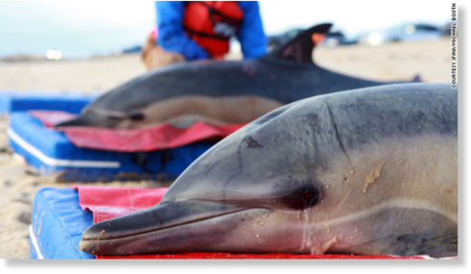 Muerte misteriosa de 81 delfines