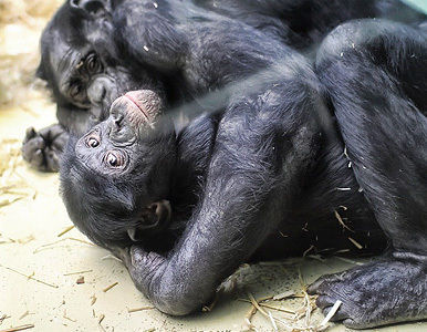 Chimpances homosexualidad