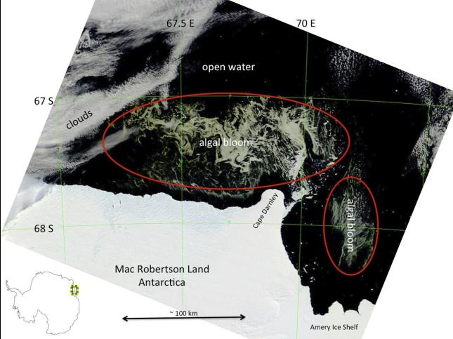 campo de algas en aguas antárticas