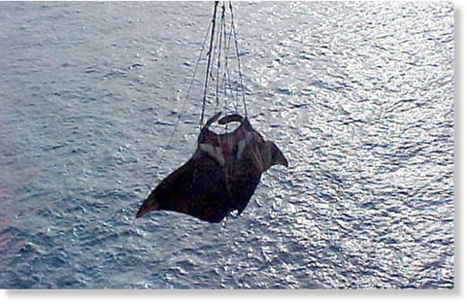 mantarraya gigante2