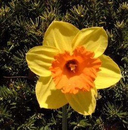 Narcisos