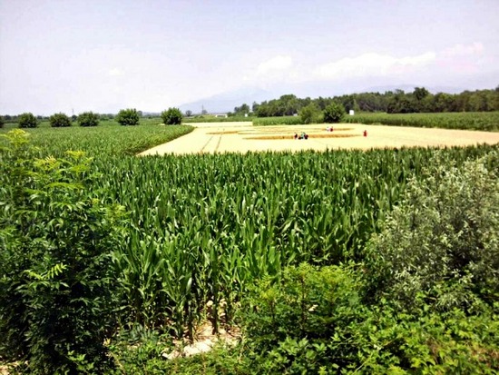 Crop Circle en Friuli2