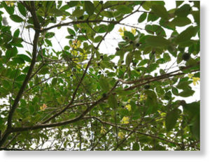 Clic para aumentar Dodonaea viscosa