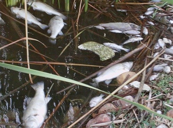 Miles de peces muertos en Arrocampo