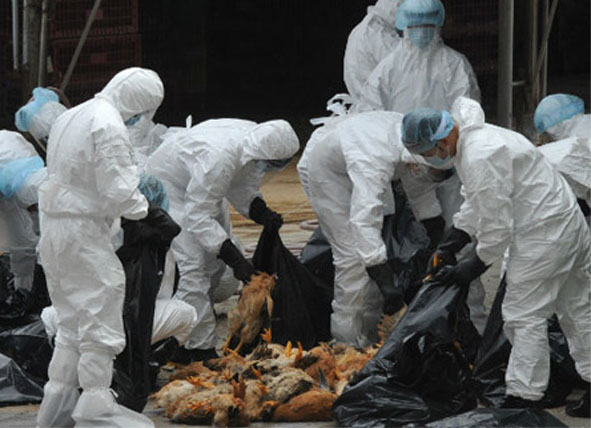 Gripe aviar en Mexico