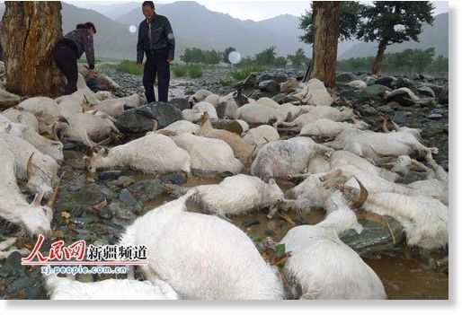 Un rayo mata a 173 ovejas