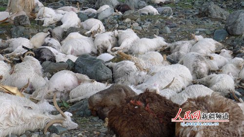 Un rayo mata a 173 ovejas5