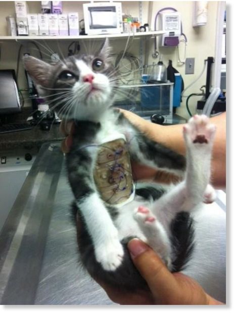 Supergatito1