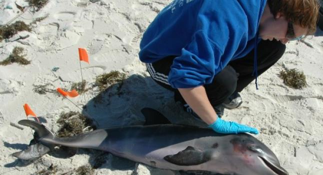 Derrame de petróleo causó muertes de delfines