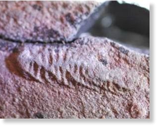 fósil más antiguo