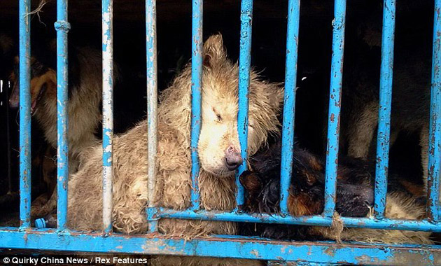 tráfico de perros en China1