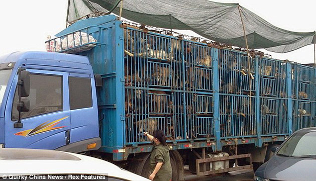 tráfico de perros en China3