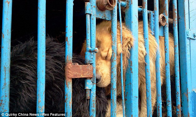 tráfico de perros en China6