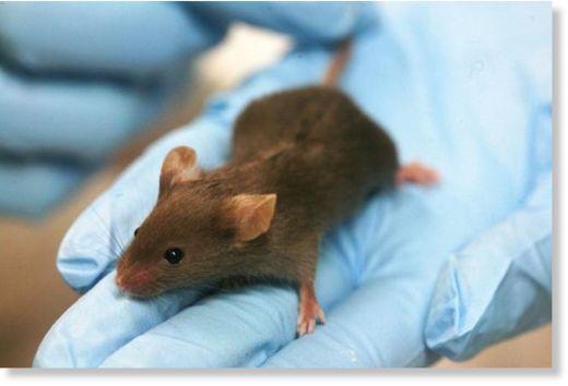 químico restaura la visión en ratones