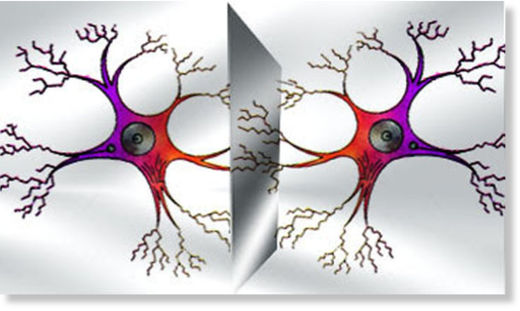neuronas espejo crop circle10