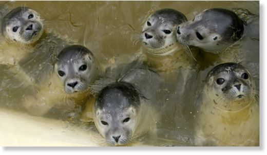 muerte de 160 focas 
