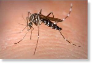 Clic para aumentar Mosquito