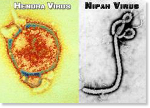 Virus Hendra