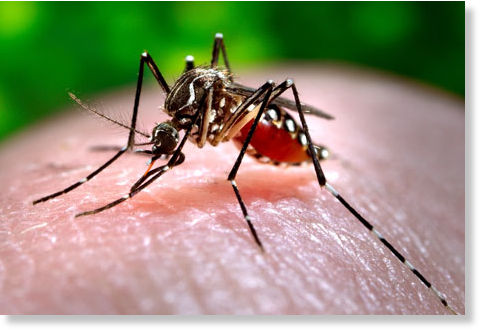dos muertes por dengue
