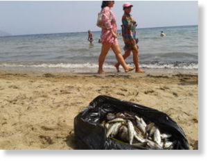 peces muertos en dos playas del Puerto