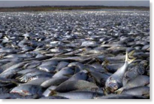 muertes de miles de peces en Texas