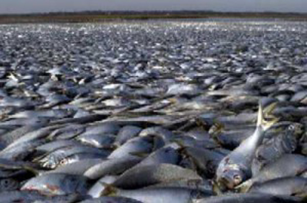 muertes de miles de peces en Texas