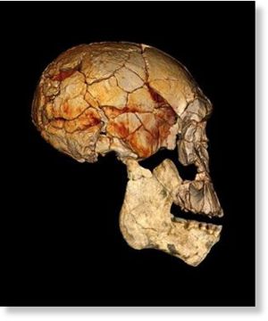 Homo sapiens tiene nuevos ancestros