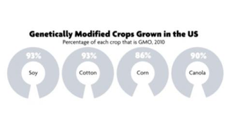 80% de los alimentos empacados OGM