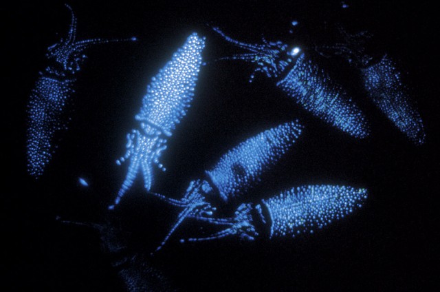 especies bioluminiscentes4