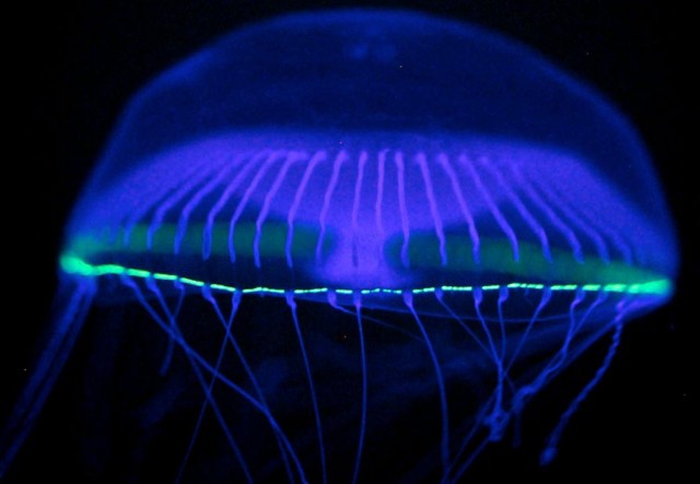 especies bioluminiscentes5