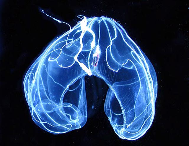 especies bioluminiscentes6
