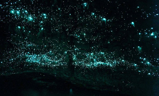 especies bioluminiscentes10