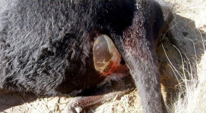 vacas mutiladas en General Alvear