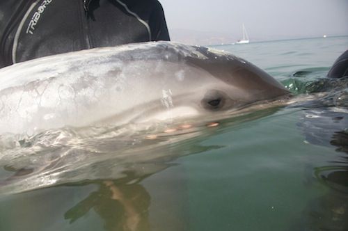delfín varado en Roquetas2