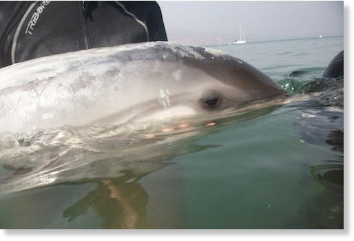 delfín varado en Roquetas2