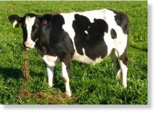 vacas genéticamente modificadas 