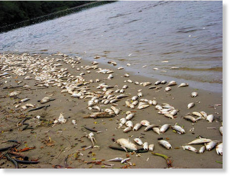 mortalidad de peces 