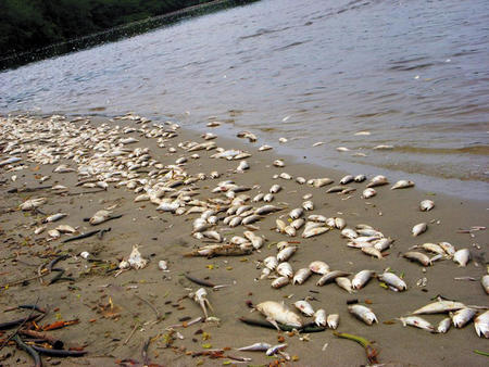 mortalidad de peces 