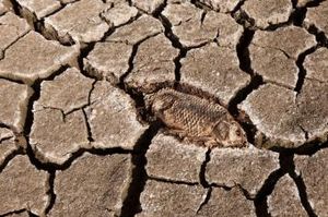 Clic para aumentar extinción masiva