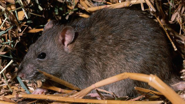 Clic para aumentar ratas