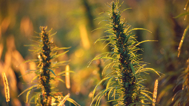 El cannabis no quita el dolor, lo 'distrae' El cannabis no quita el dolor, lo 'distrae'