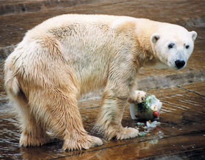 oso polar en Argentina