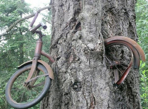 árbol tragó bicicleta1