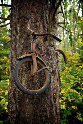 árbol tragó bicicleta3