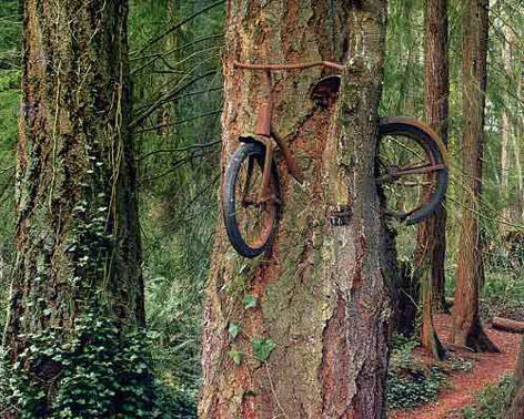 árbol tragó bicicleta4