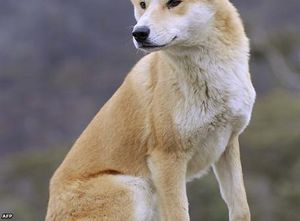 Clic para aumentar perro salvaje