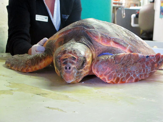 muerte de 280 tortugas marinas