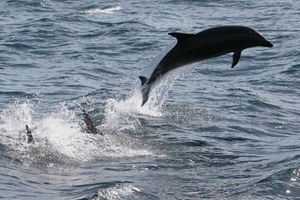 Matanza de delfines
