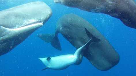 cachalotes acogen a delfín 1