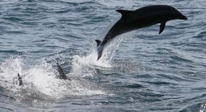matanza de delfines 